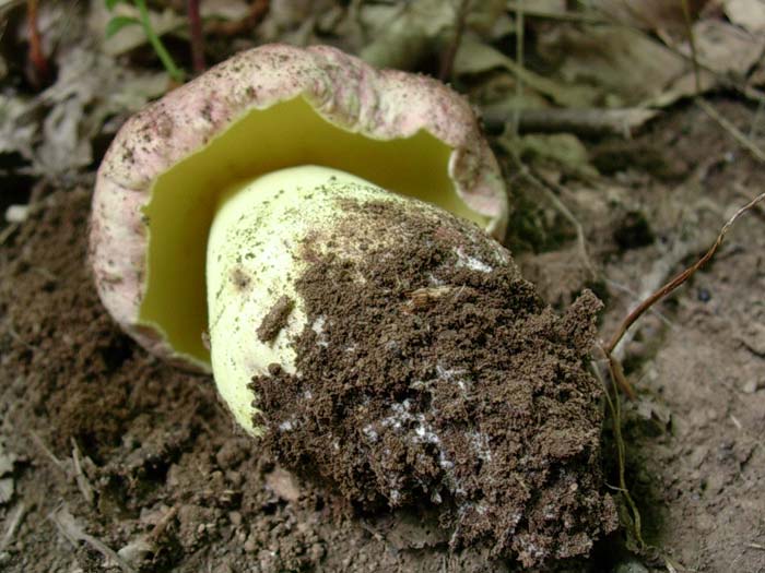 Boletus regius? 18.08.06 (Castelli romani)