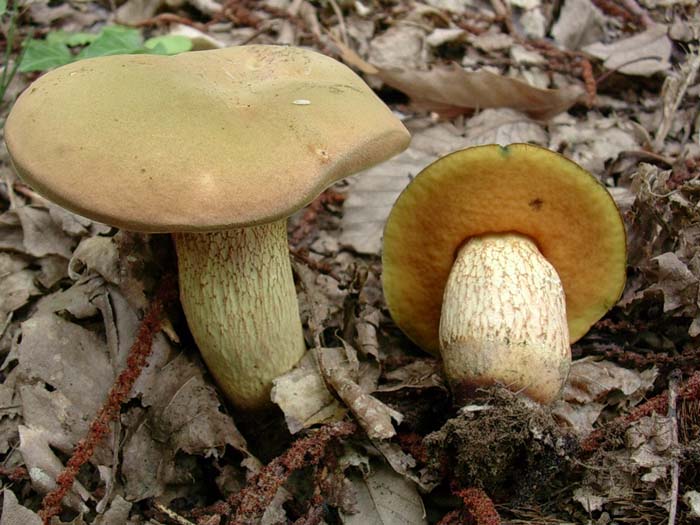 Boletus caucasicus??? 20.08.06 (Castelli romani)