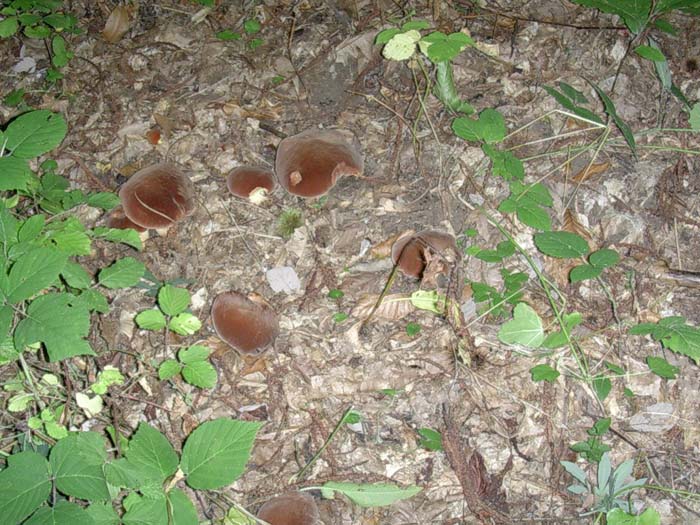 Boletus fragrans? 20.08.06 (Castelli romani)