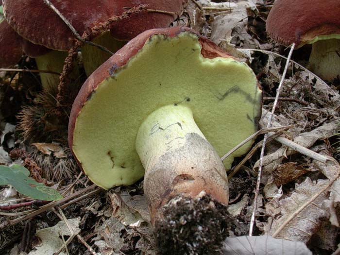 Boletus fragrans? 20.08.06 (Castelli romani)