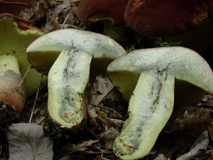 Boletus fragrans? 20.08.06 (Castelli romani)