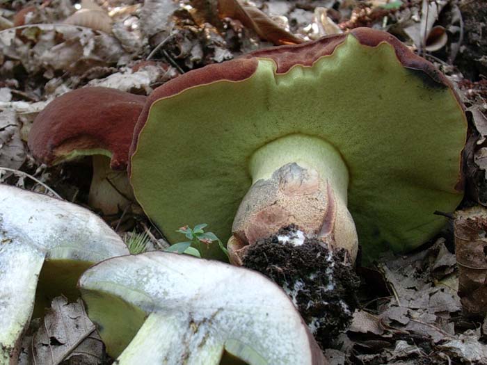 Boletus fragrans? 20.08.06 (Castelli romani)