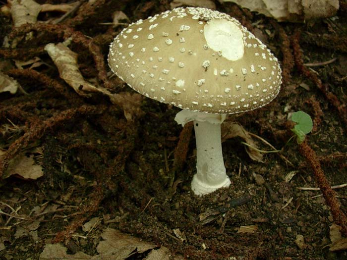 Amanita pantherina? 20.08.06 (Castelli romani)