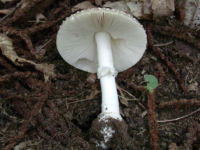 Amanita pantherina? 20.08.06 (Castelli romani)