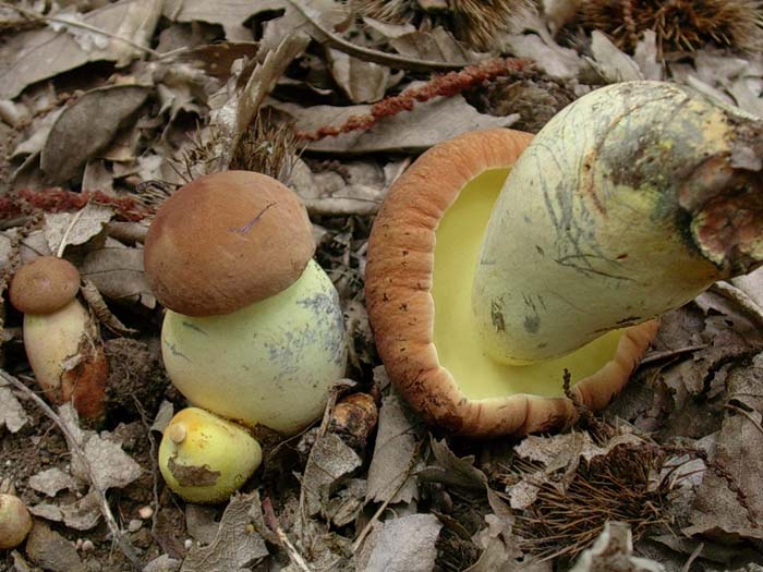 solo Boletus fragrans 26.08.06 (Castelli romani)