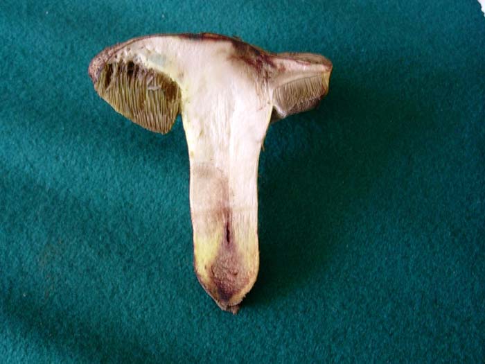 Boletus caucasicus??? 20.08.06 (Castelli romani)