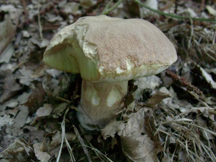 Boletus aestivalis 22.08.06 (Castelli romani)