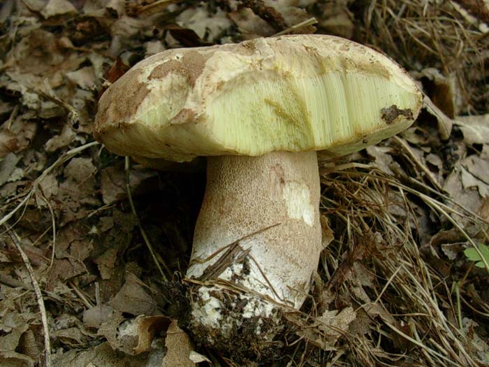 Boletus aestivalis 22.08.06 (Castelli romani)