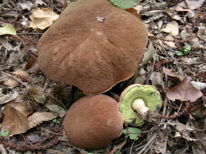 solo Boletus fragrans 26.08.06 (Castelli romani)