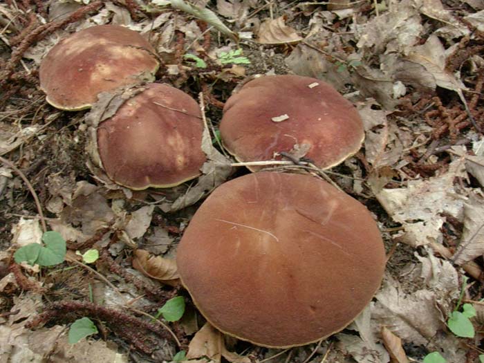 solo Boletus fragrans 26.08.06 (Castelli romani)