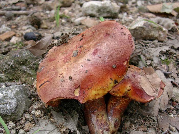 Boletus 29.08.06 (Allumiere - RM)