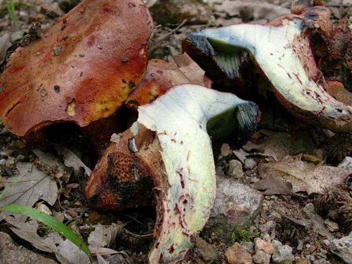 Boletus 29.08.06 (Allumiere - RM)