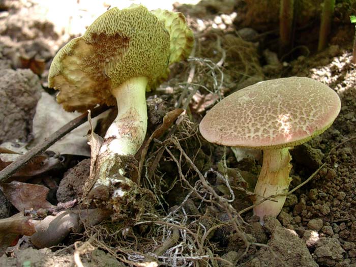 Xerocomus chrysenteron? (Castelli romani) 08.09.06