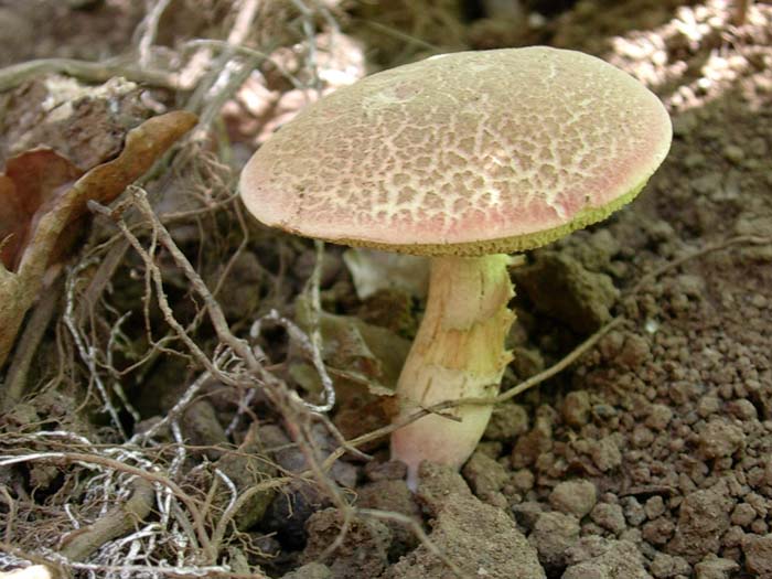 Xerocomus chrysenteron? (Castelli romani) 08.09.06