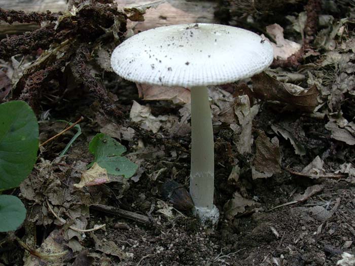 Amanita (Castelli romani) 08.09.06