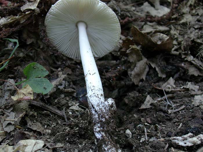 Amanita (Castelli romani) 08.09.06