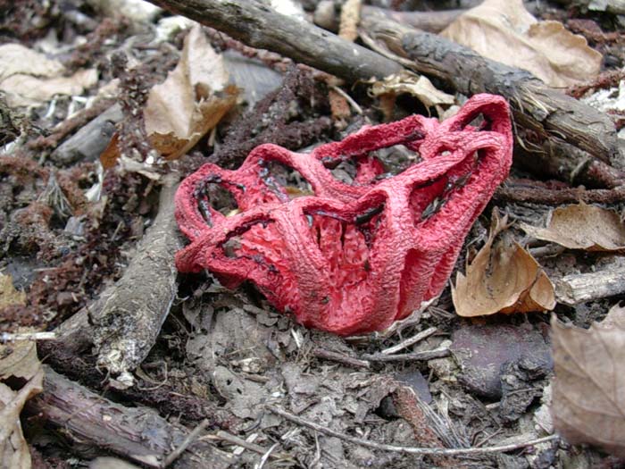 Clathrus 12.09.06 (Castelli romani)