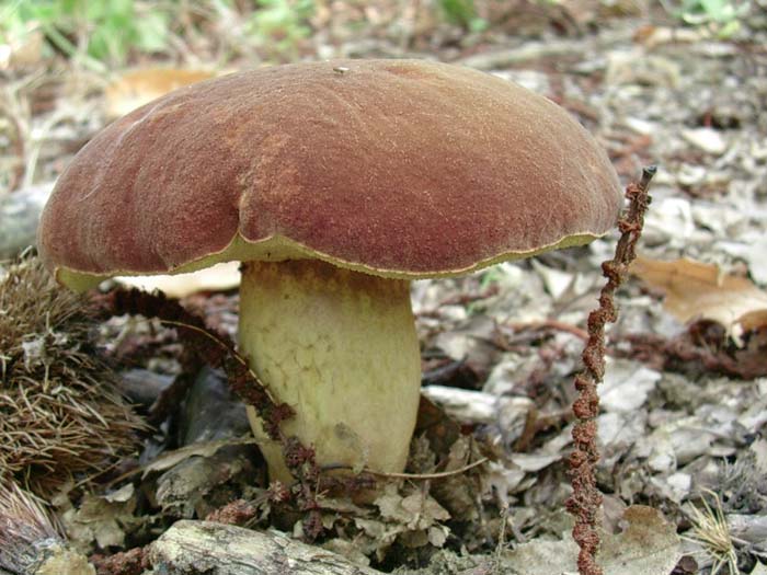 i soliti Boletus fragrans (Castelli romani) 12.09.06