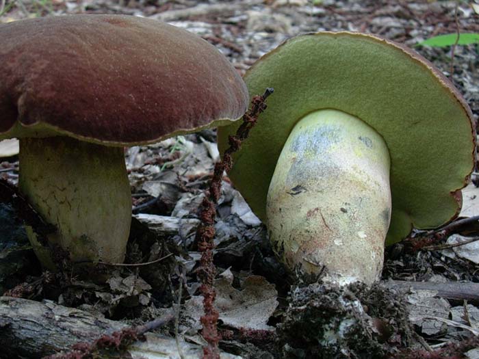 i soliti Boletus fragrans (Castelli romani) 12.09.06