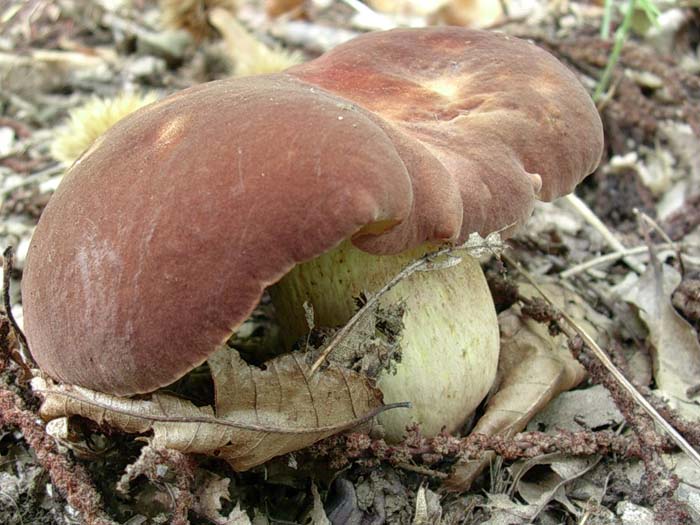 i soliti Boletus fragrans (Castelli romani) 12.09.06