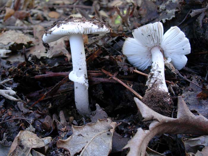 Amanita rubescens (Manziana, RM) 22.09.06