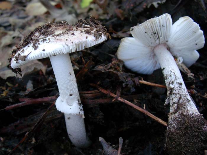 Amanita rubescens (Manziana, RM) 22.09.06