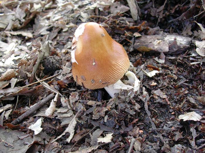 Amanita fulva (Manziana, RM) 22.09.06