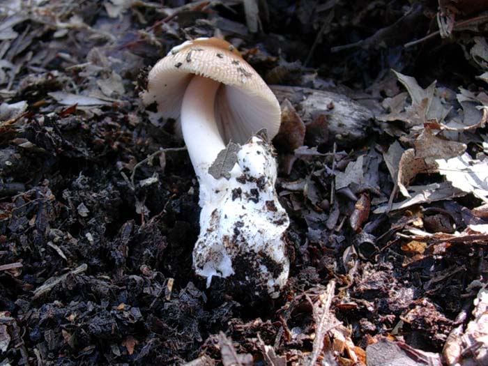 Amanita fulva (Manziana, RM) 22.09.06