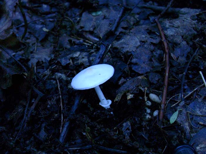 Sericeomyces serenus (Castelli romani) 26.09.06