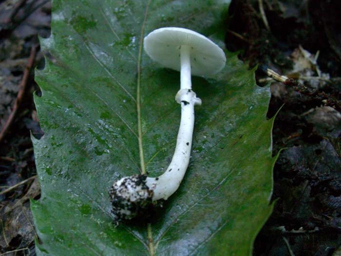 Sericeomyces serenus (Castelli romani) 26.09.06