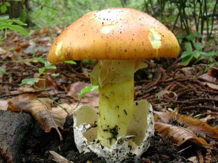 Amanita caesarea (Castelli romani) 26.09.06