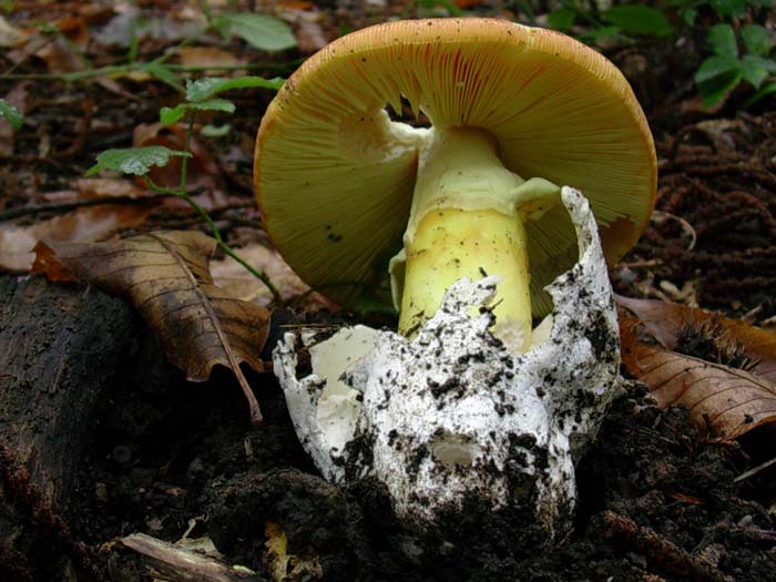 Amanita caesarea (Castelli romani) 26.09.06