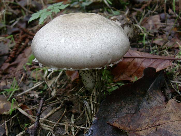 Agaricus gruppo xanthodermatei (Castelli romani) 26.09.06