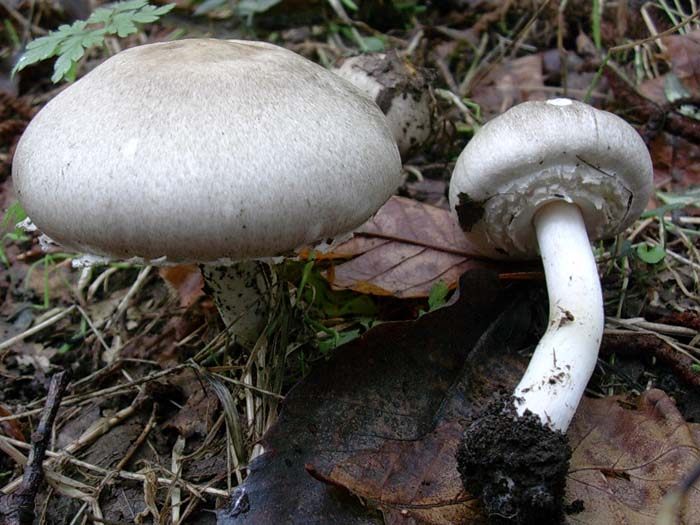 Agaricus gruppo xanthodermatei (Castelli romani) 26.09.06