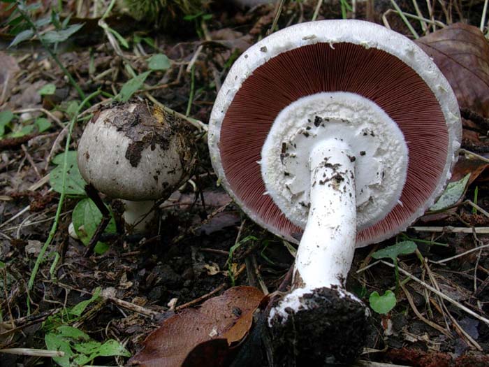 Agaricus gruppo xanthodermatei (Castelli romani) 26.09.06