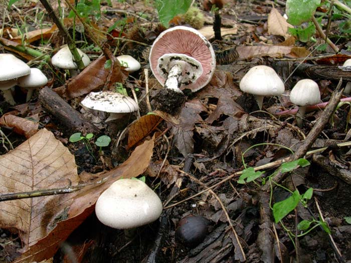 Agaricus gruppo xanthodermatei (Castelli romani) 26.09.06