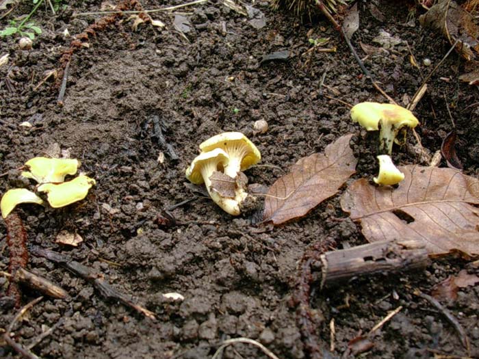 Cantharellus cibarius s.l. (Castelli romani) 26.09.06