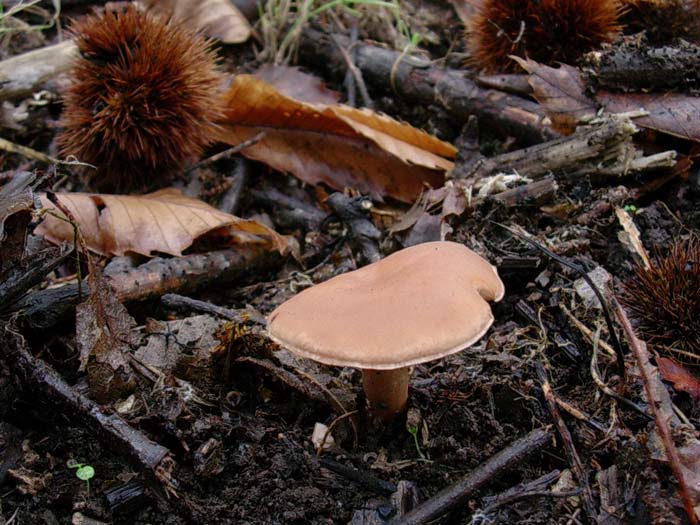 Rhodocybe?? (Castelli romani) 26.09.06