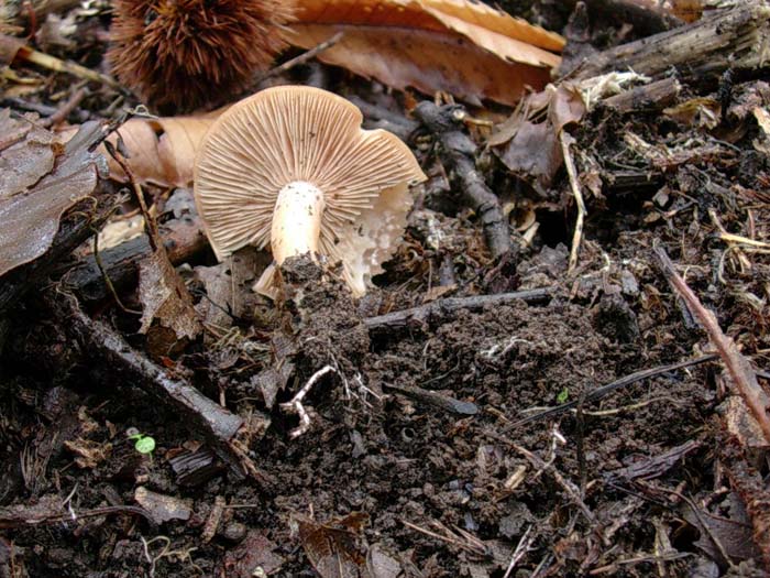 Rhodocybe?? (Castelli romani) 26.09.06