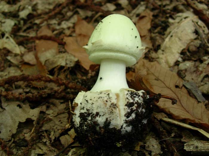 Amanita citrina (Castelli romani) 29.09.06