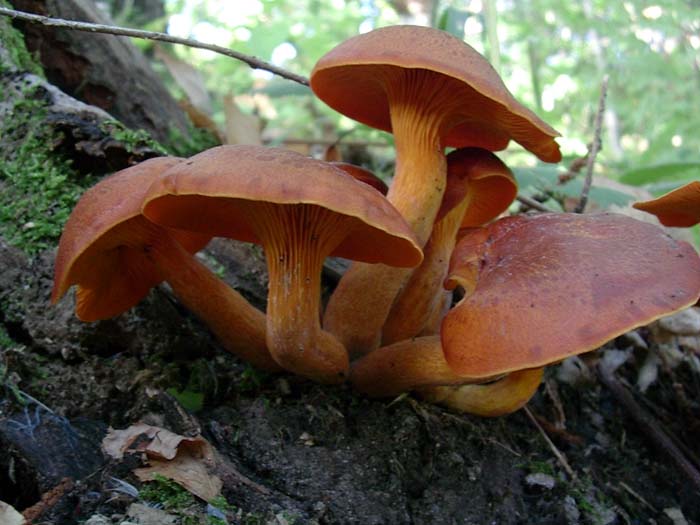 Omphalotus olearius (lago del salto) 03.10.06