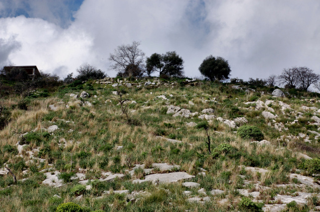 1. Le colline di Taormina: Aphyllophorales e molto altro