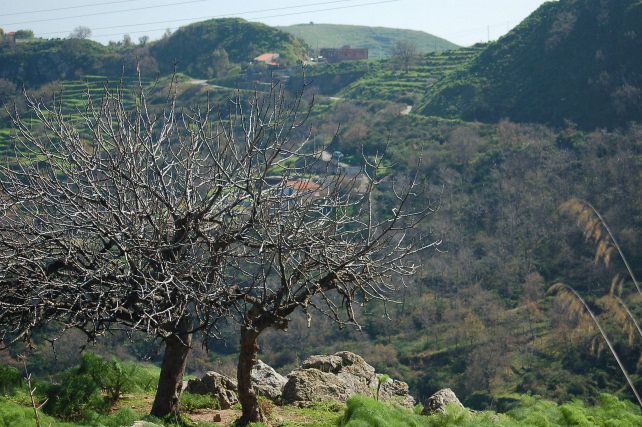 3 .Le colline di Taormina:Aphyllophorales e molto altro.