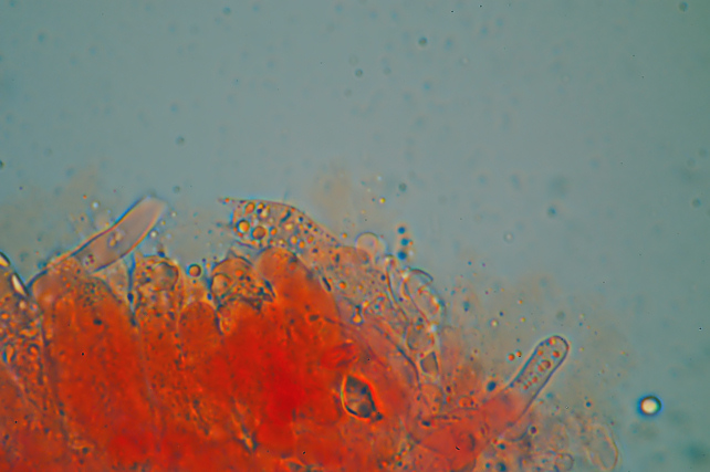 Una rara polyporacea: Parmastomyces mollissimus