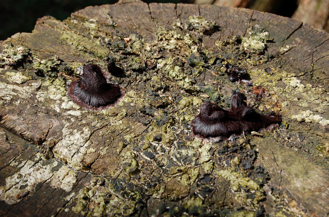 Stemonitis...quale specie?