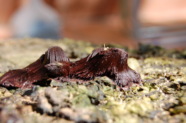 Stemonitis...quale specie?