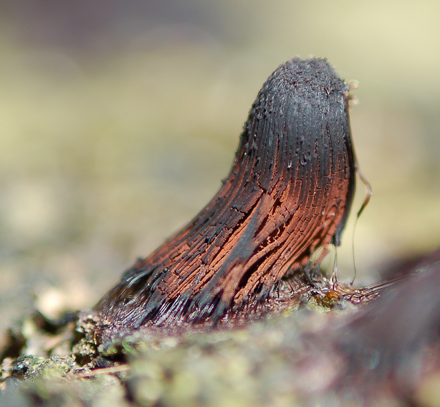 Stemonitis...quale specie?