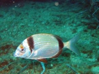 Diplodus vulgaris