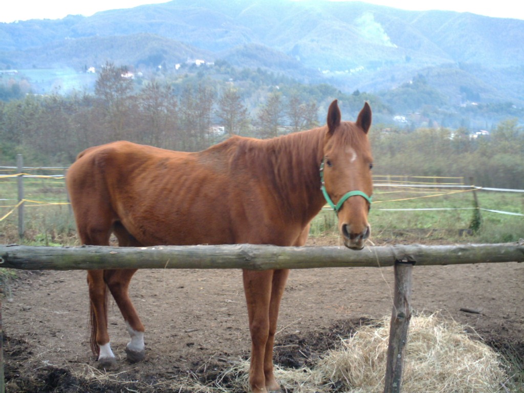 Dopo gatti e cani parliamo del Cavallo?