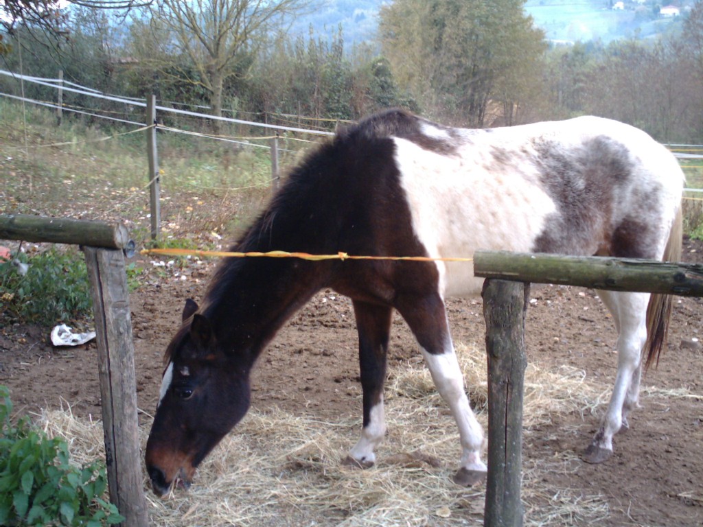 Dopo gatti e cani parliamo del Cavallo?